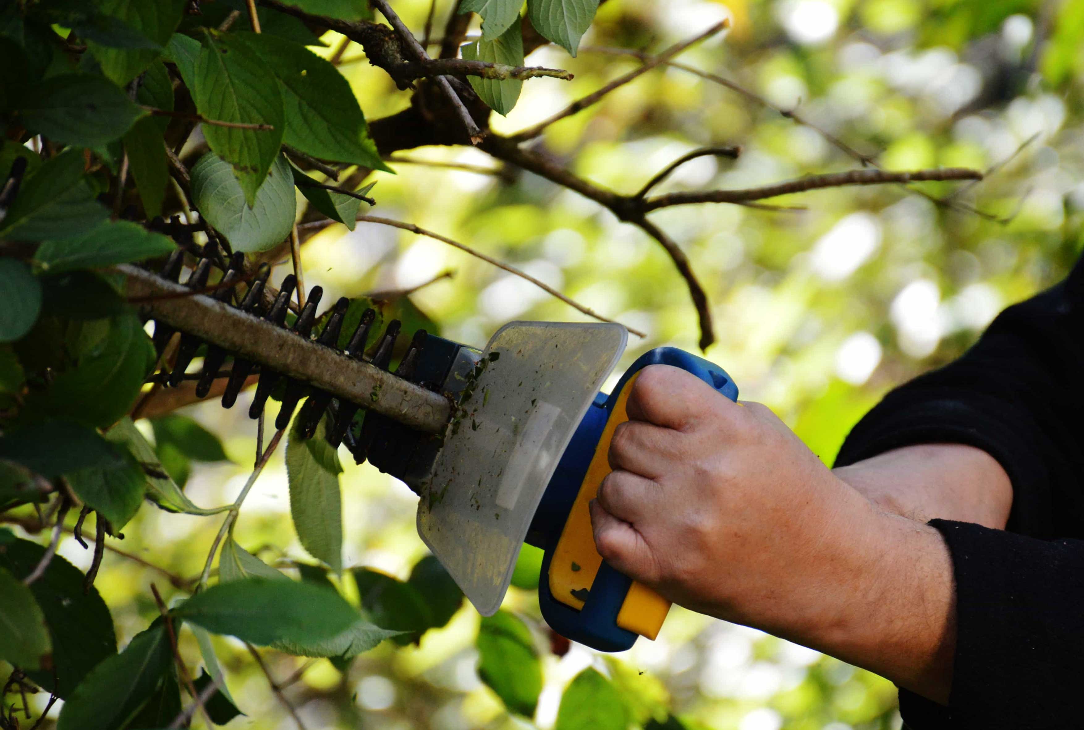 Haies et Juridique : mieux comprendre la réglementation
