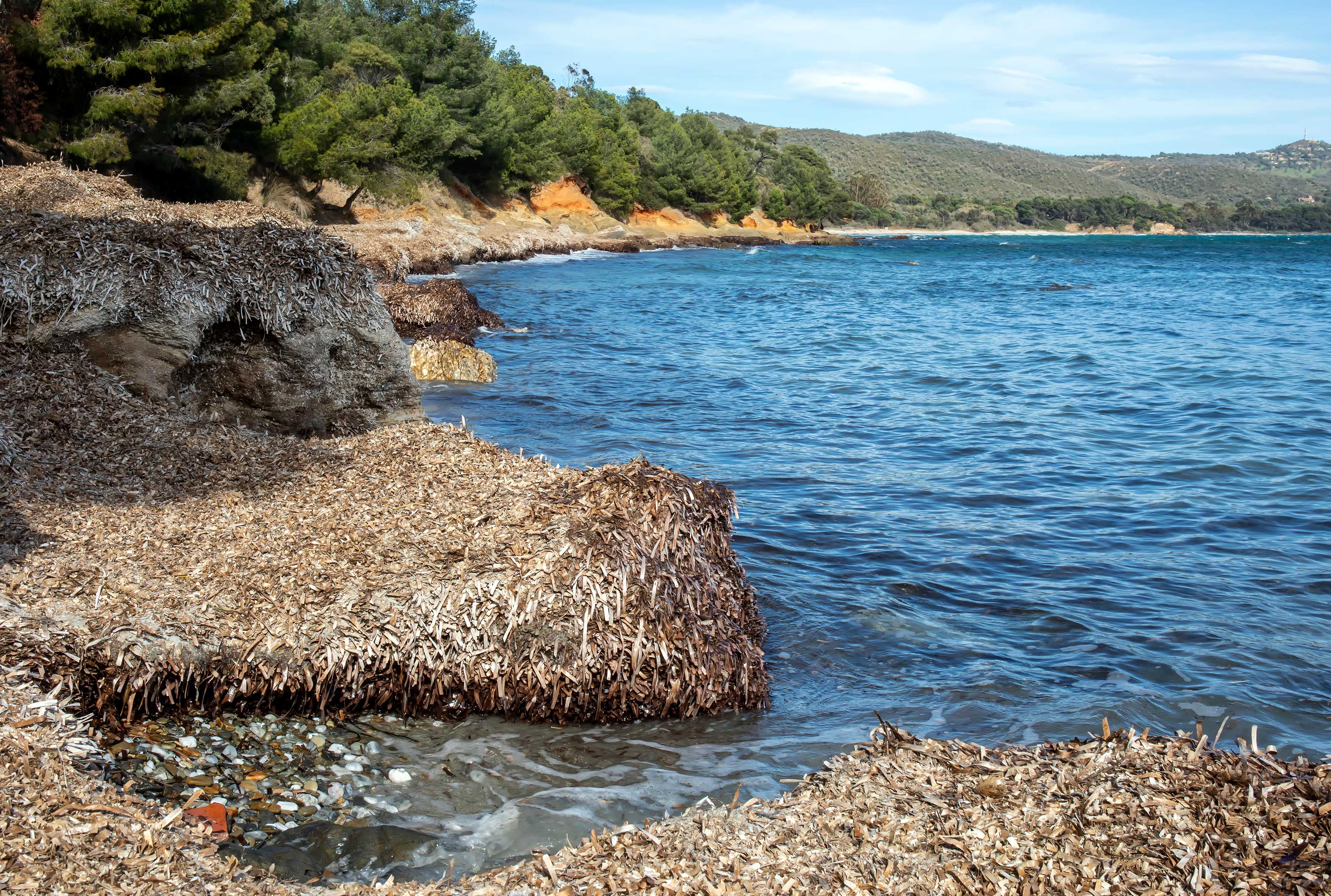 La LPO PACA lance les Défis Mer ! Banquettes de posidonie   - André SIMON