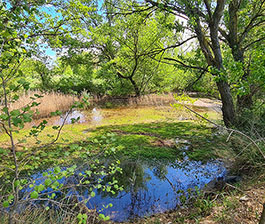 Les étangs de Sauvebonne : site pilote pour la régulation des espèces exotiques envahissantes et l’étude de leurs impacts sur les reptiles