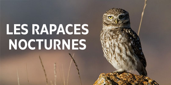 Rapaces nocturnes : premières estimations fiables des populations