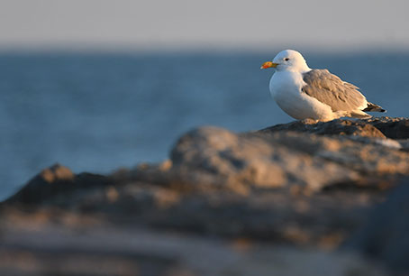 Les réflexes à adopter pour une bonne cohabitation avec le Goéland leucophée
