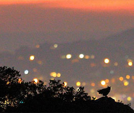 Grand duc d'Europe - Fabienne et Patrick THIBAUD