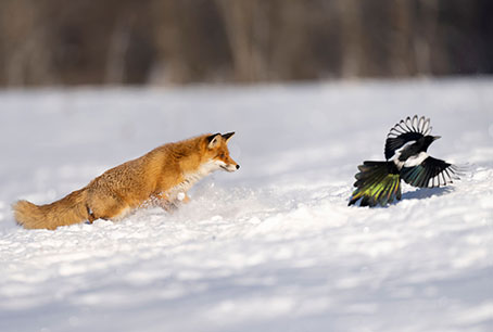 Espèces “nuisibles” : le Conseil d'État déboute les chasseurs