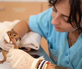 Le bilan 2024 du Centre de sauvegarde est disponible !