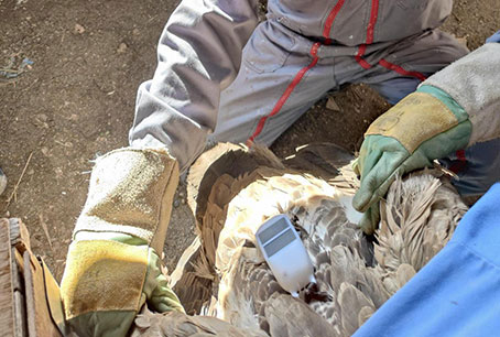 Pose de balises GPS sur des Vautours fauves