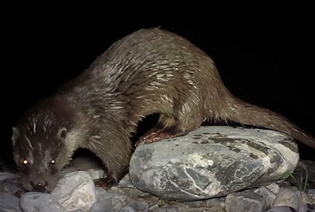 Appel à prospecteurs pour la Loutre 2025