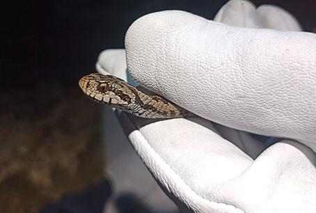 Suivi démographique de la vipère d’Orsini