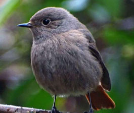  Rougequeue noir © F. Portalier du bilan CEN PACA 