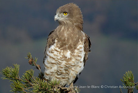 Webinaire LPO PACA - Les rapaces diurnes de Provence-Alpes-Côte d'Azur