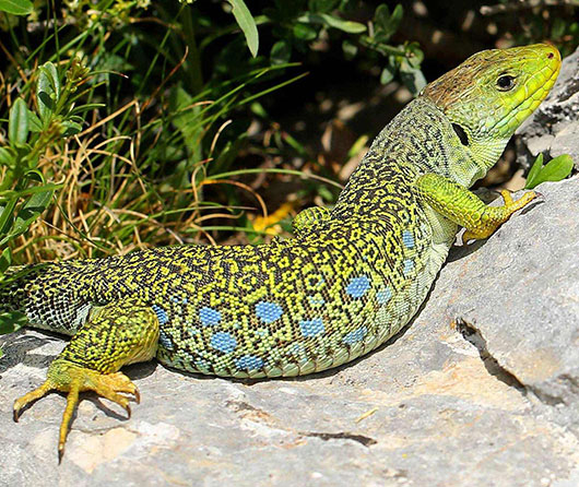 lezard_ocelle - aurelien_audevard 