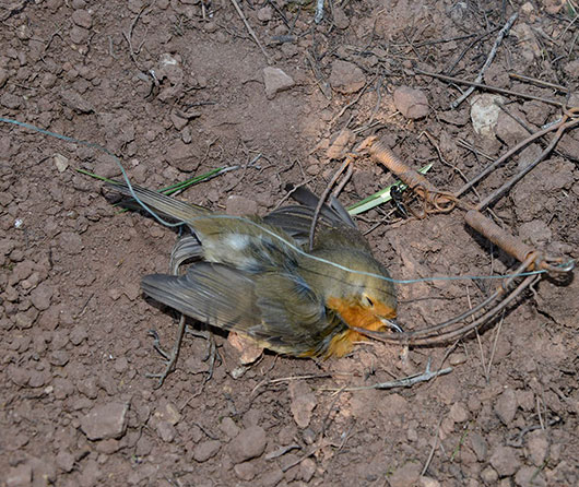 rougegorge_familier - DR