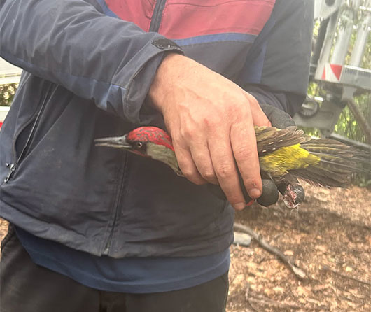 sauvetage pic vert - VDM