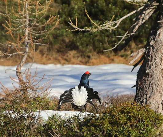 tetras_lyre_ -_norbert_chardon_3