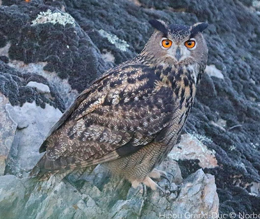 webinaire_rapaces_nocturnes