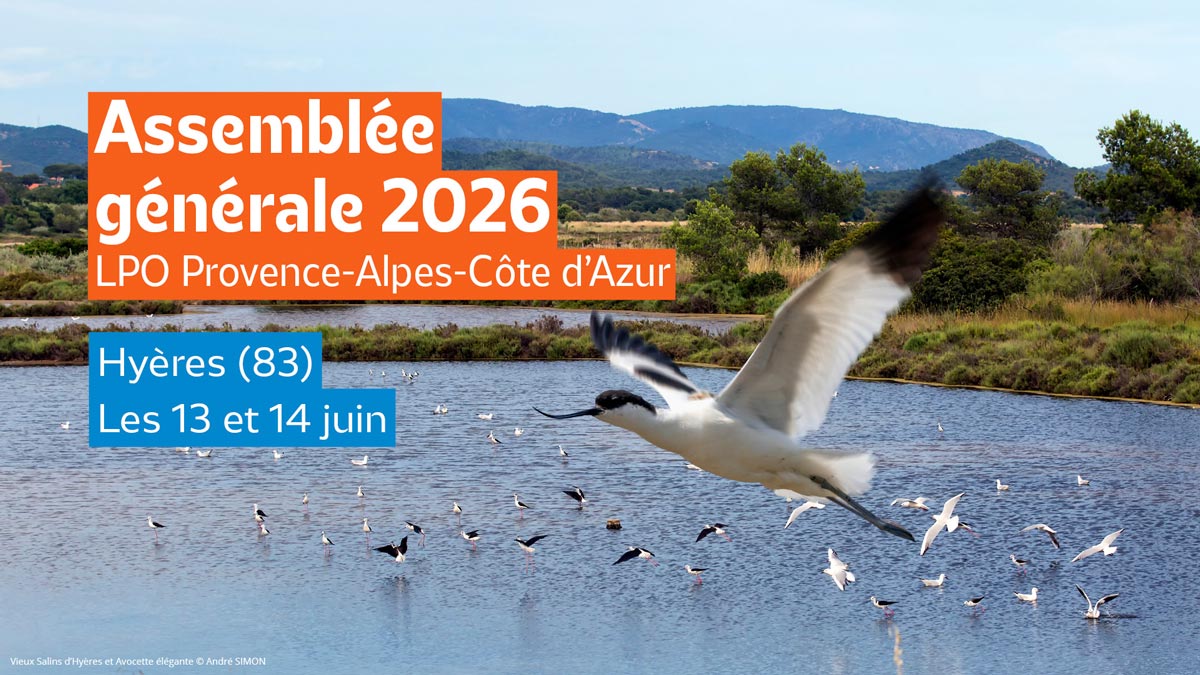Assemblée générale LPO PACA 2026. Salins d'Hyères et Avocette élégante - André SIMON