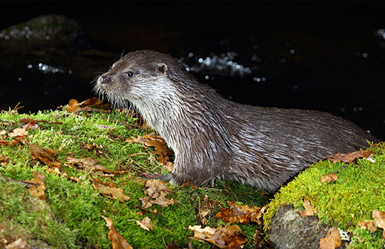 Loutre d europe - Aurélien Audevard