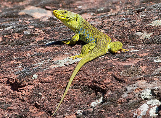 Lezard-ocelle---andre-simon