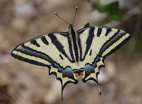 Alexanor - Agnès Depinho