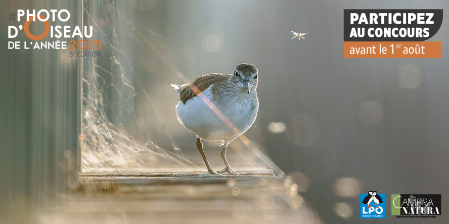 Participez à la 5e édition du concours "Photo d'Oiseau de l'Année" !
