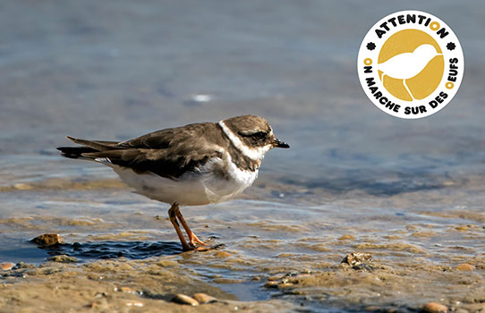 Grand Gravelot © André SIMON