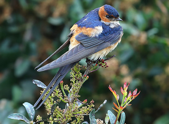 hirondelle_rousseline © Aurélien AUDEVARD