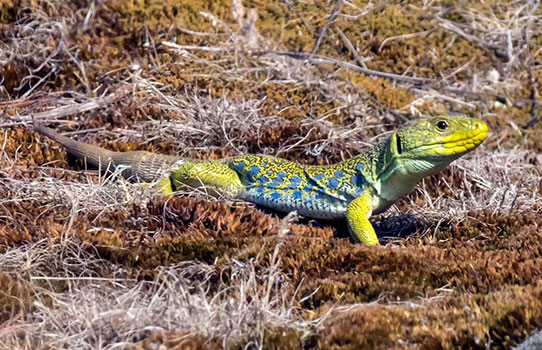 Lézard ocellé - André SIMON