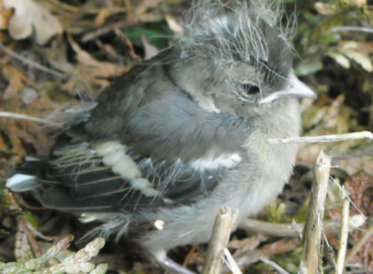 NEWS-pinson-des-arbres-fringilla-coelebs-imm-geffroy_1360