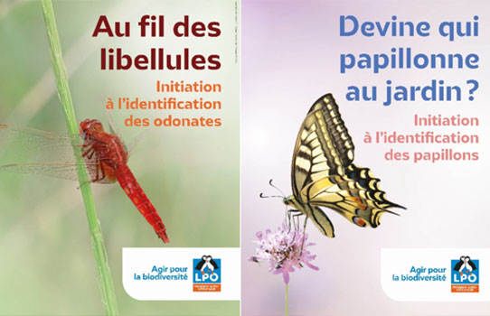 Sciences participatives insectes LPO PACA
