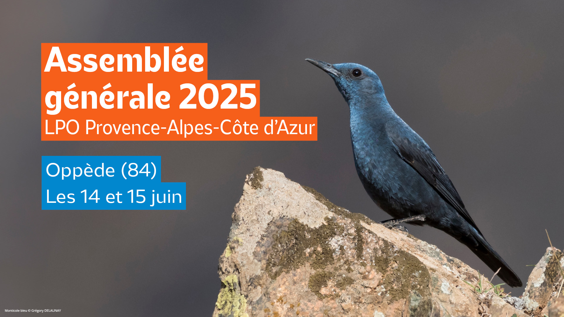 Assemblée générale LPO PACA 2025. Monticole bleu - Grégory DELAUNAY
