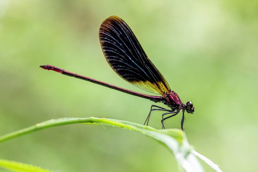 Caloptéryx hémorroïdal © André SIMON
