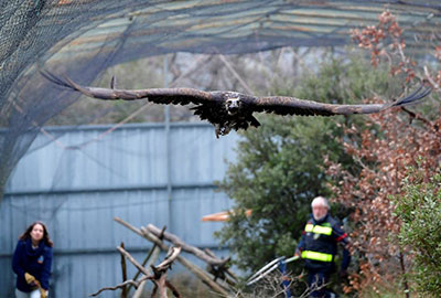 ILD en volière - Laure Néron-Devoureix
