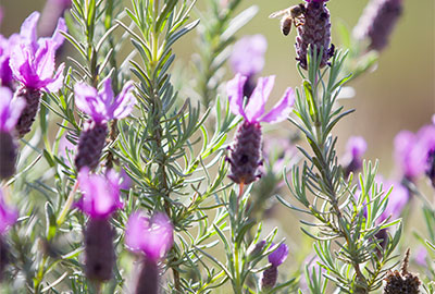 Lavande stoechas © André SIMON