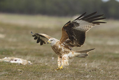 Milan royal © Emile BARBELETTE