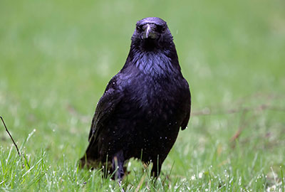 Corneille noire  © André SIMON