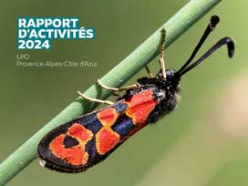 Zygène de la bugrane © Marion FOUCHARD