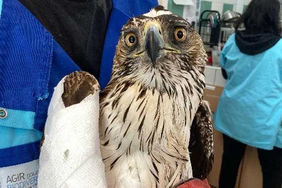 Femelle Aigle de Bonelli en soins (c) CRSFS de Buoux
