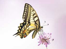 Machaon © André SIMON