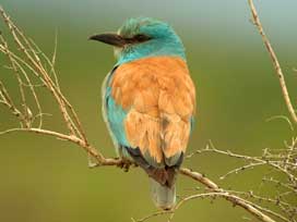 Rollier d'Europe © Aurélien AUDEVARD