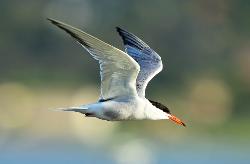 Sterne pierregarin © Aurélien Audevard
