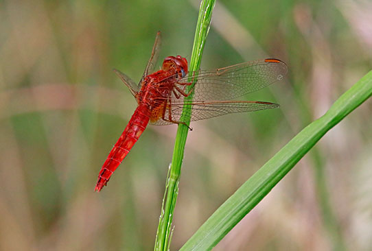 sortie de découverte et de sensibilisation sur les rapaces nocturnes © LPO PACA 