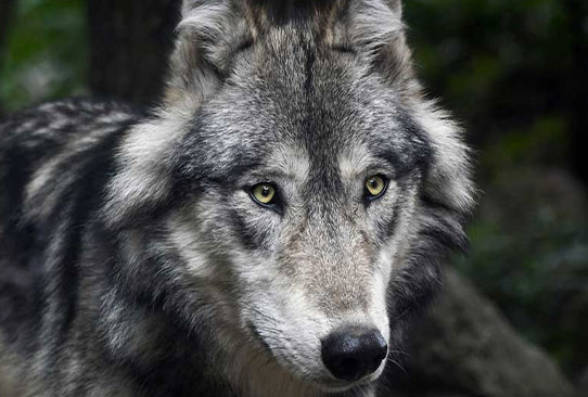 Loup gris - Christels Pixabay