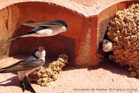 Hirondelle de fenêtre © François GRIMAL