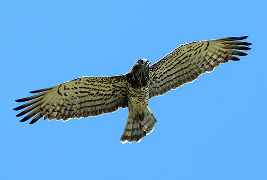 Circaète Jean-le-Blanc  @jean marc rabby