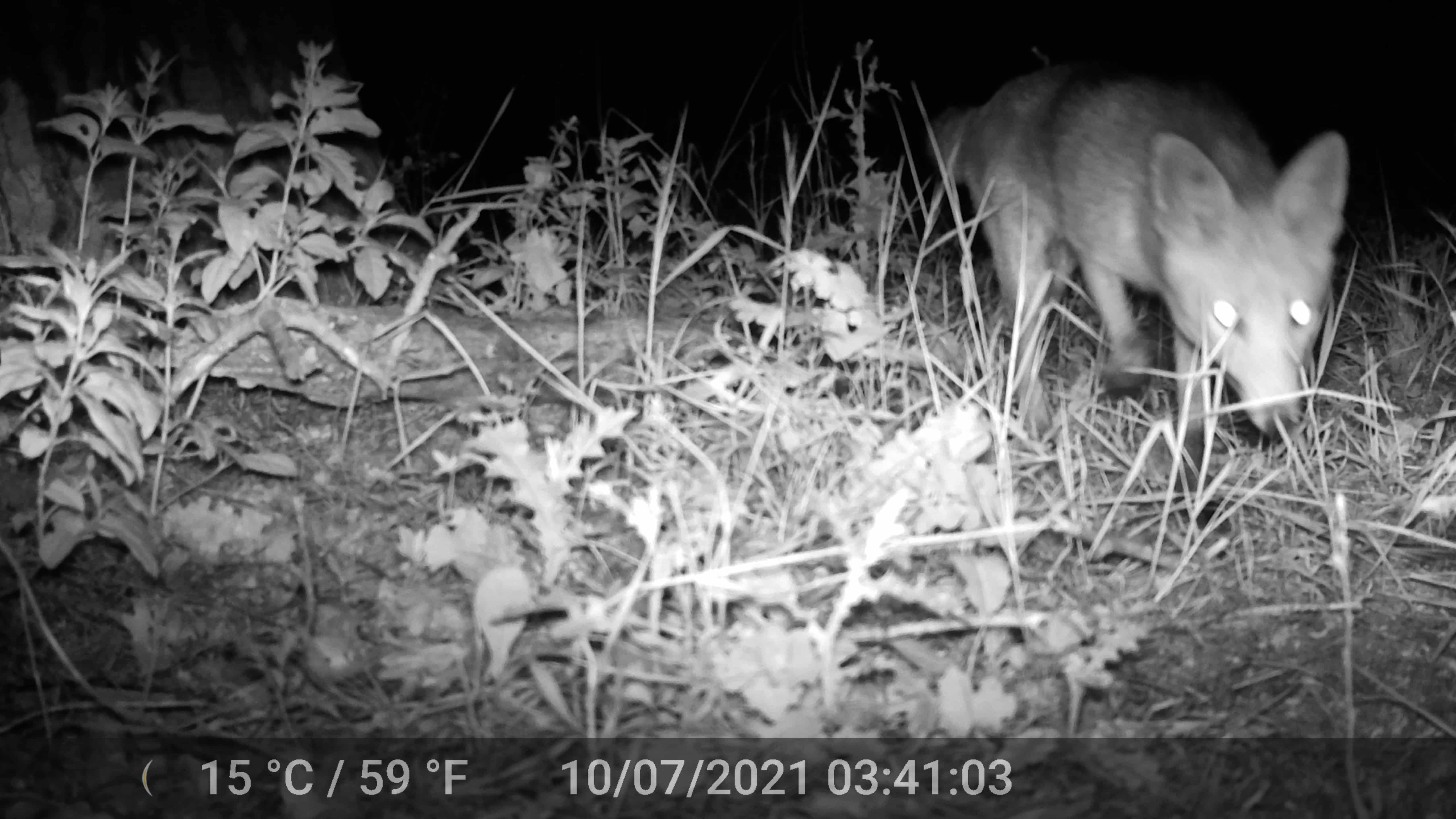 Renard roux, piège-photo Friche des 4 Portails 13014 Marseille © LPO PACA