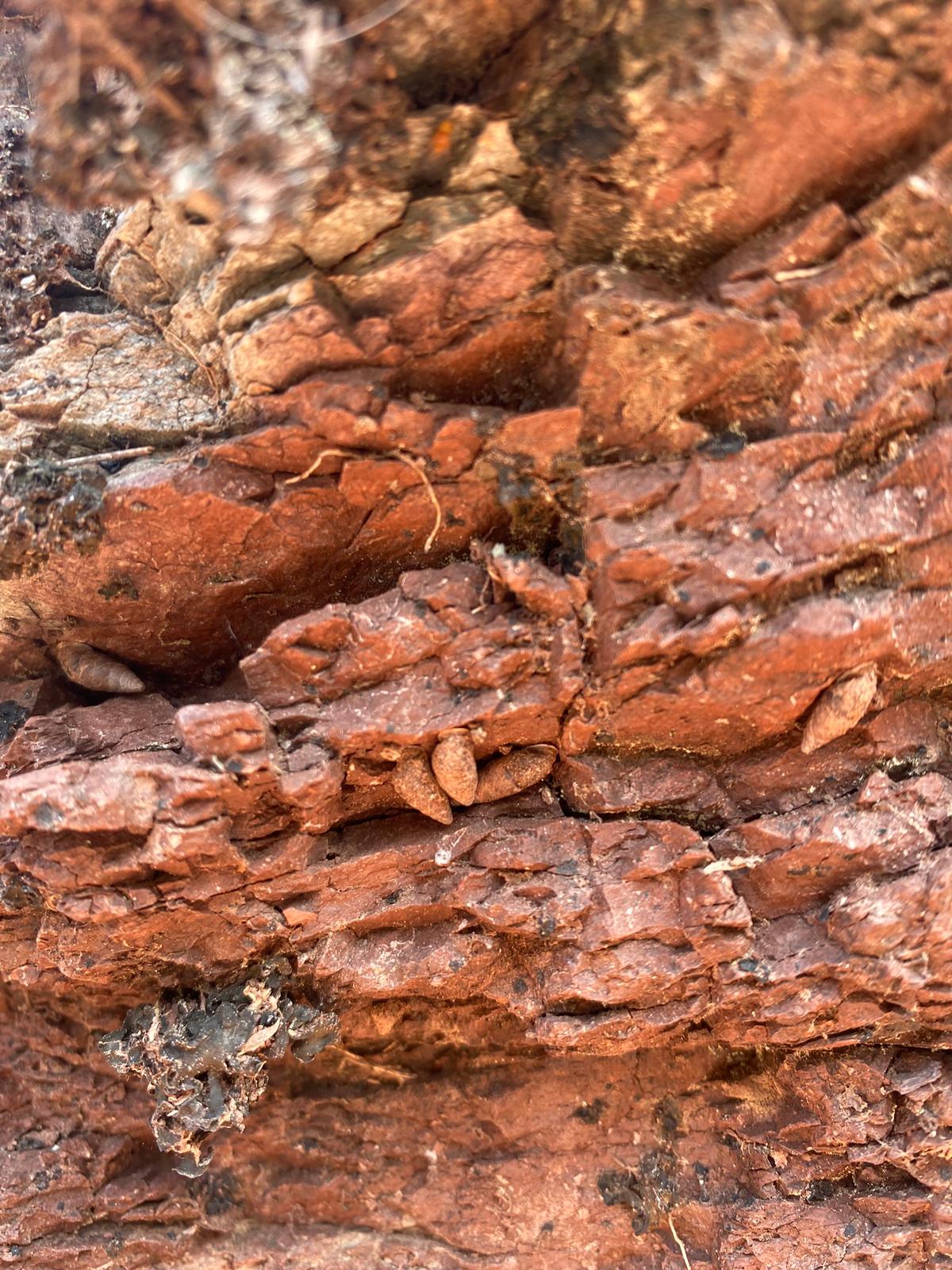 Le Maillot de la pélite est une espèce d'escargot endémique de la Réserve © Adèle Jouslin Le Maillot de la pélite est une espèce d'escargot endémique de la Réserve © Adèle Jouslin