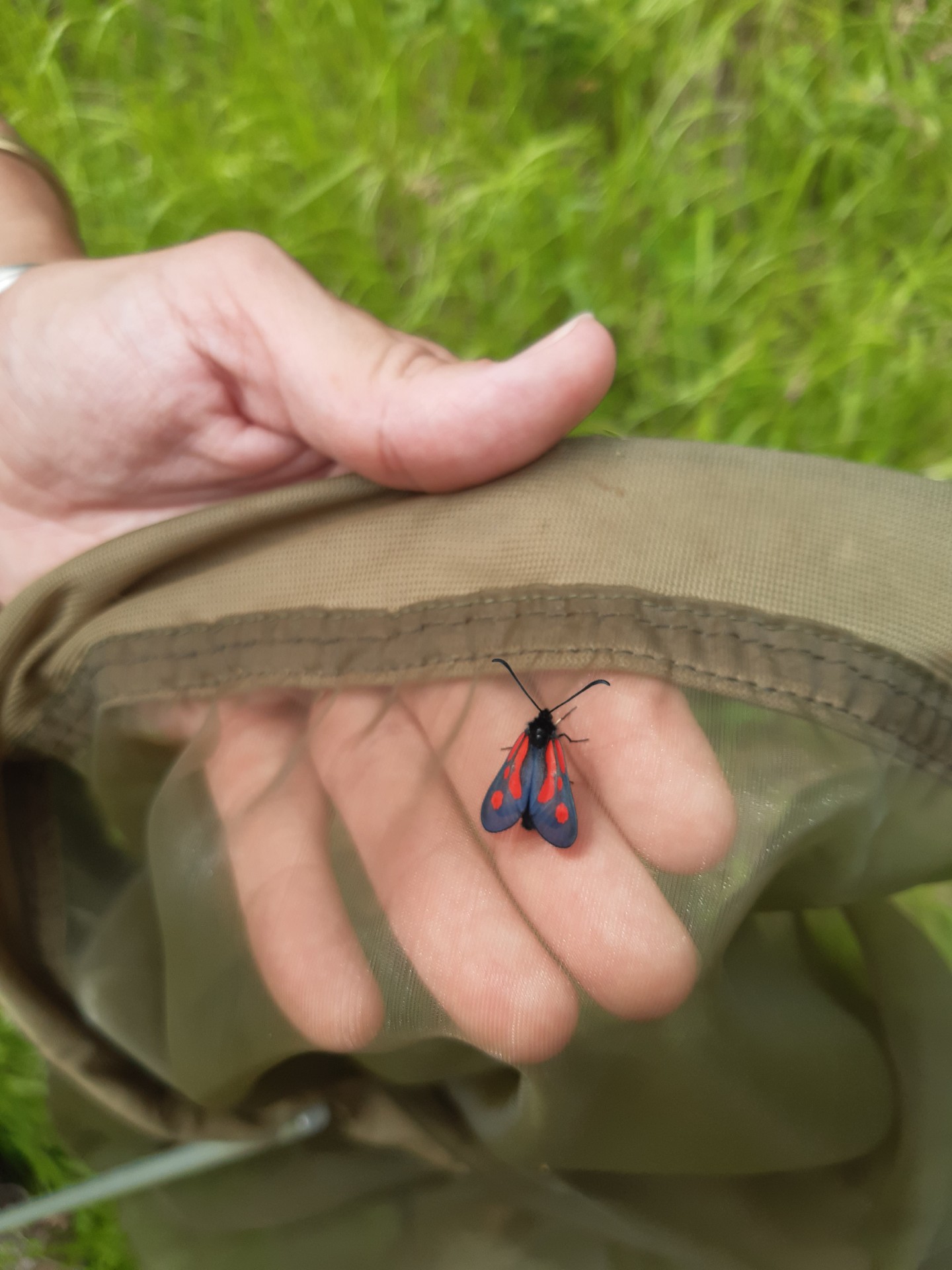 Observation d'un zygène © Camille Rollinat Observation d'un zygène © Camille Rollinat