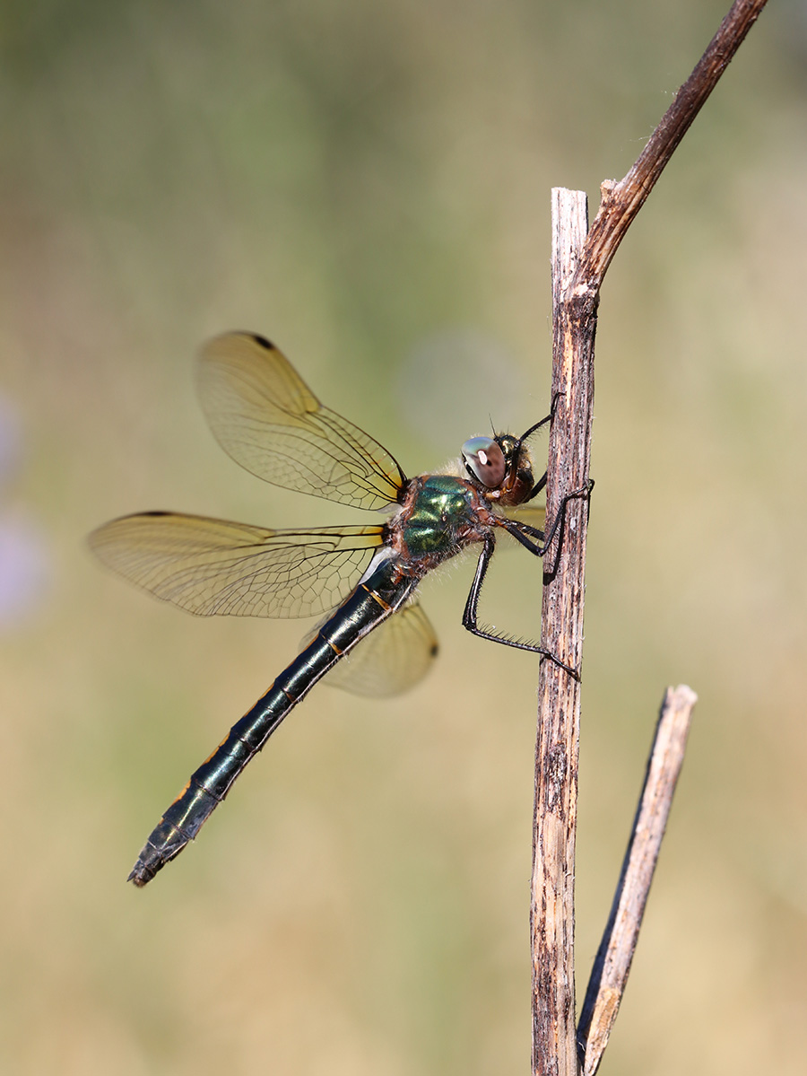 Cordulie à corps fin (c) Marion Fouchard