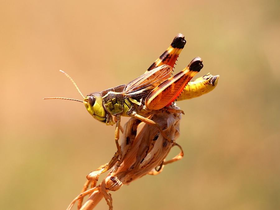 Arcyptere provencale (c) Marion Fouchard