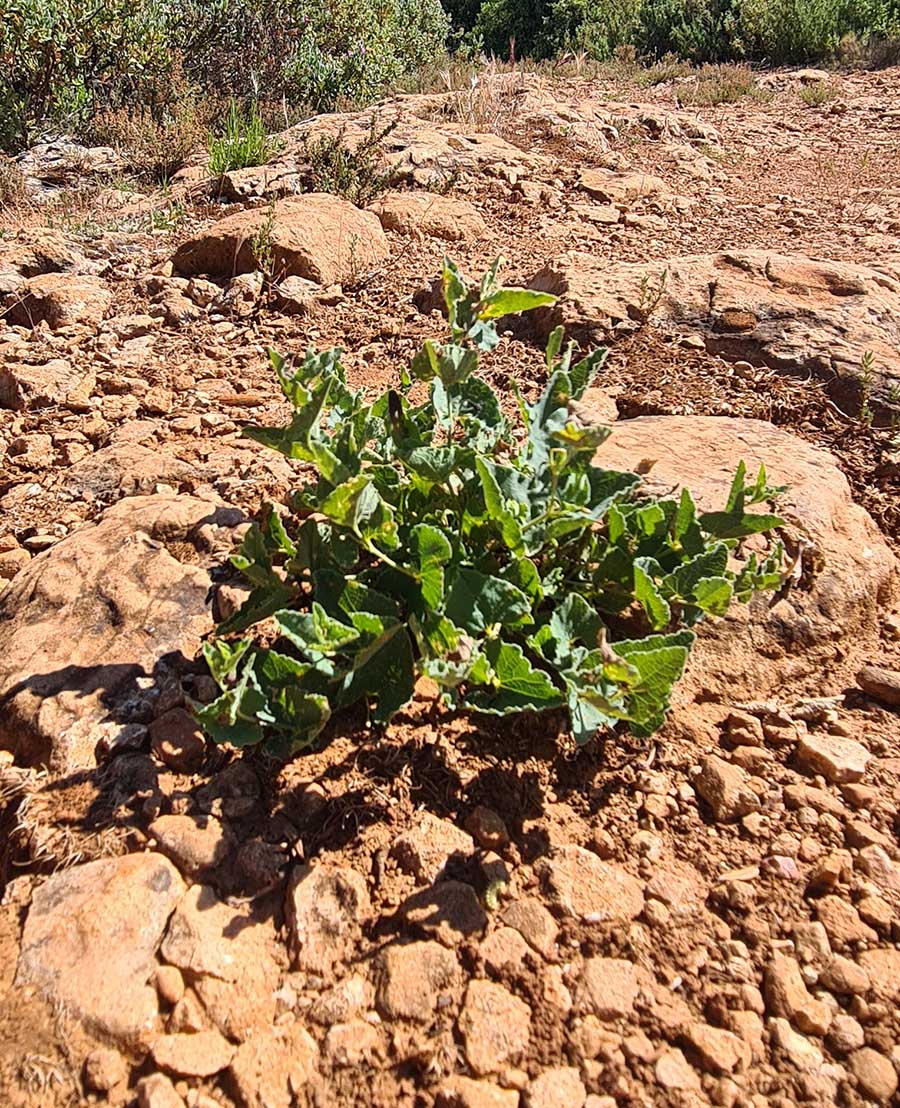 Aristoloche pistoloche (c) Marion Fouchard