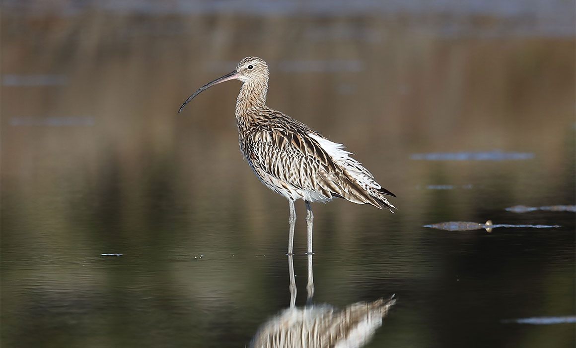 Courlis cendré © Julie Cabri 